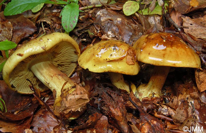 Cortinarius pseudosulphureus