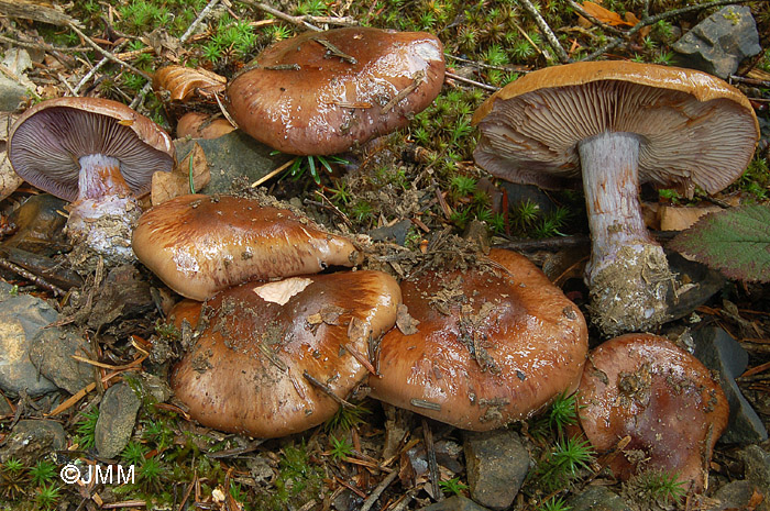 Cortinarius purpurascens