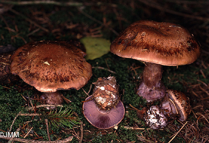 Cortinarius purpurascens