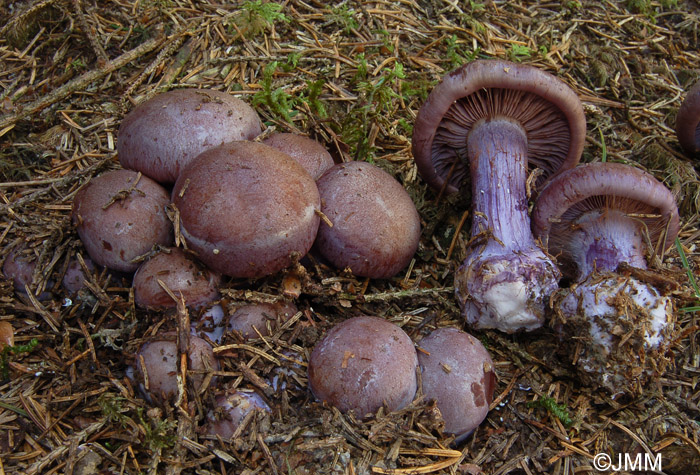 Cortinarius purpurascens