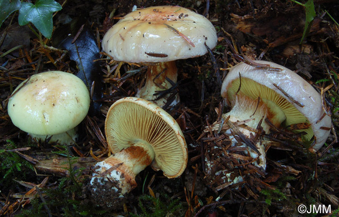 Cortinarius regis-romae