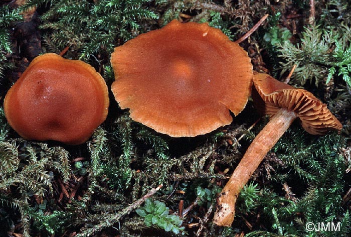 Cortinarius renidens