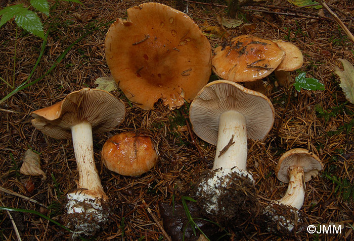 Cortinarius reverendissimus