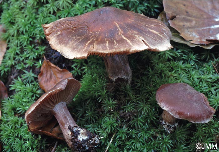 Cortinarius rheubarbarinus