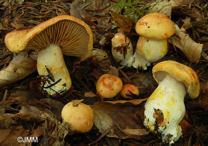 Cortinarius rubicundulus