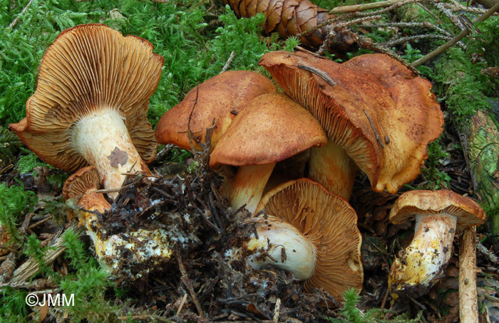 Cortinarius rubicundulus