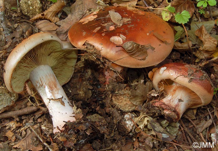 Cortinarius rufoolivaceus