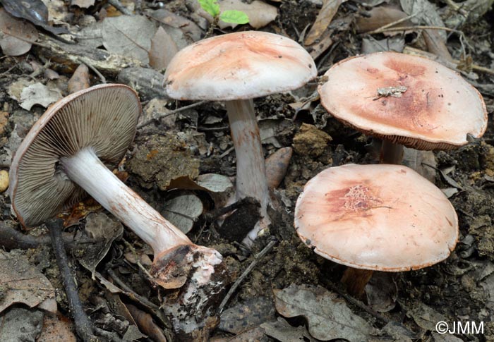 Cortinarius rufoolivaceus