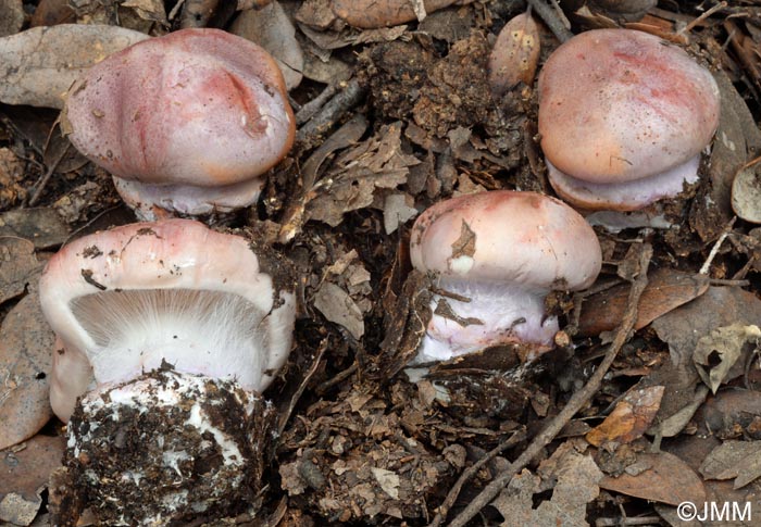 Cortinarius rufoolivaceus