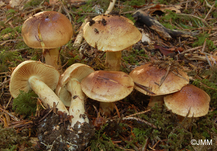 Cortinarius russeus