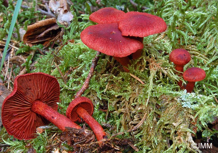 Cortinarius sanguineus