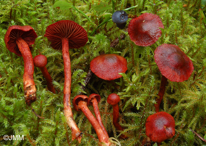 Cortinarius sanguineus