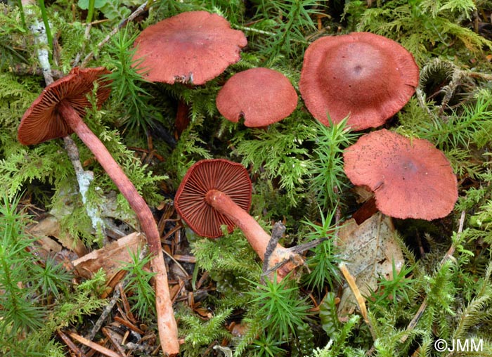 Cortinarius sanguineus = dermocybe sanguinea