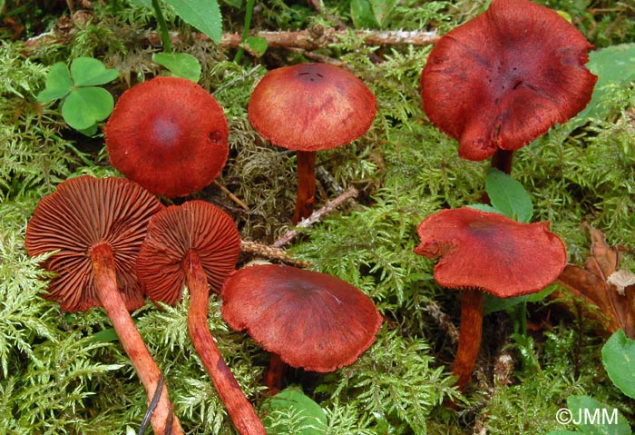 Cortinarius sanguineus