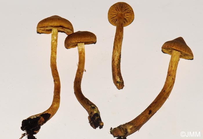 Cortinarius saniosus