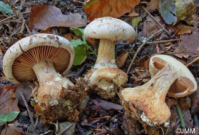 Cortinarius scaurotraganoides