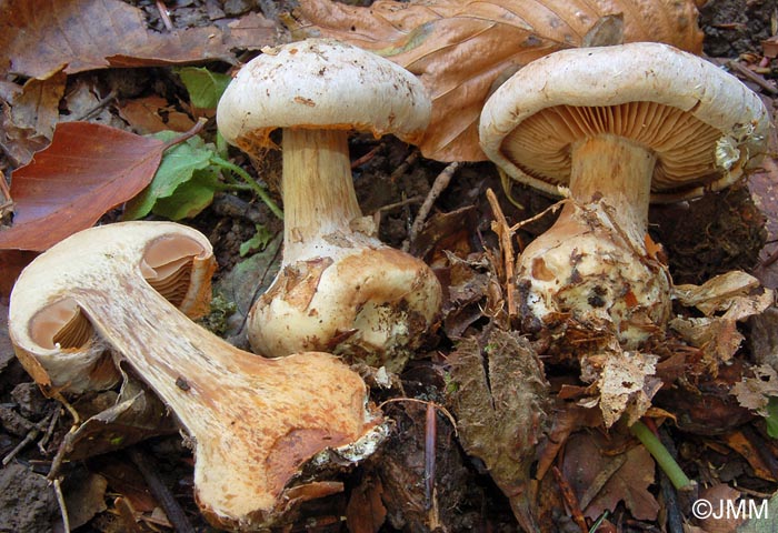 Cortinarius scaurotraganoides