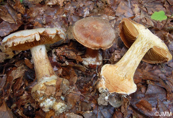 Cortinarius scaurotraganoides