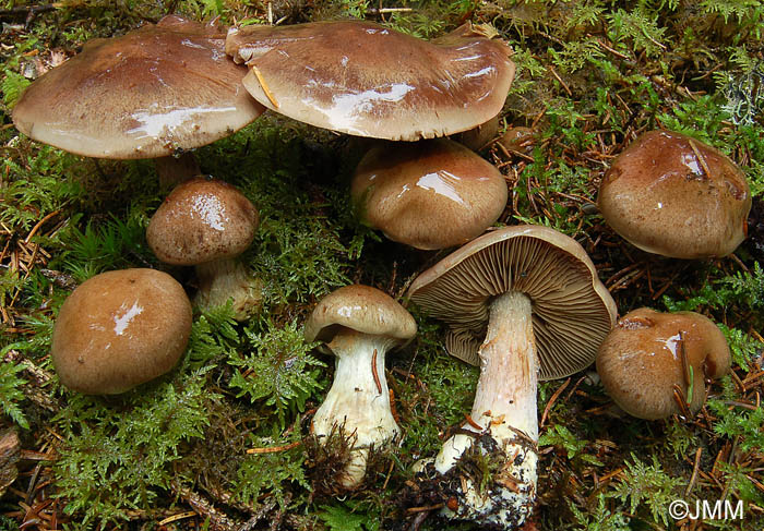 Cortinarius scaurus