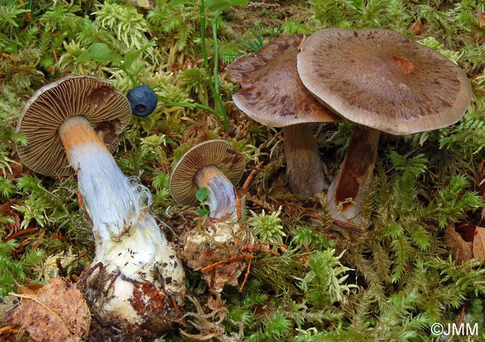 Cortinarius scaurus