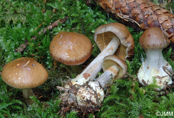 Cortinarius scaurus