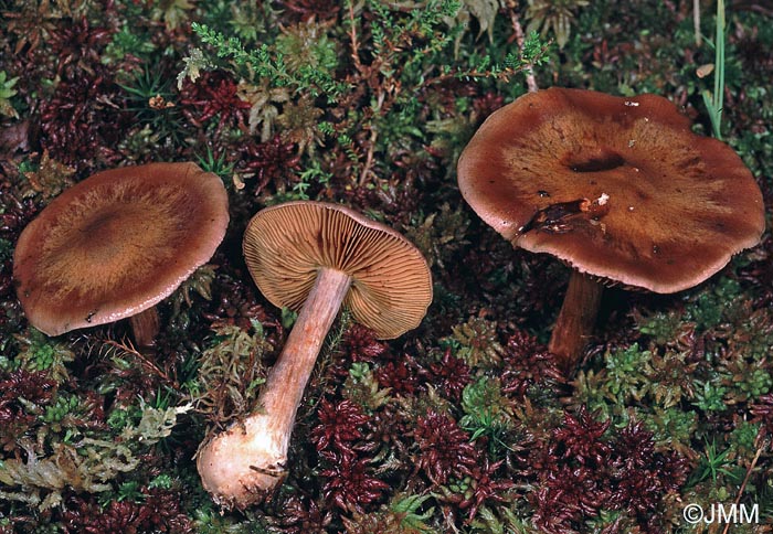 Cortinarius scaurus