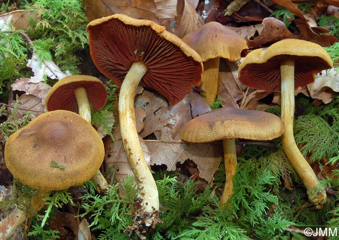 Cortinarius semisanguineus