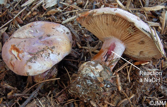 Cortinarius sodagnitus : raction  la soude