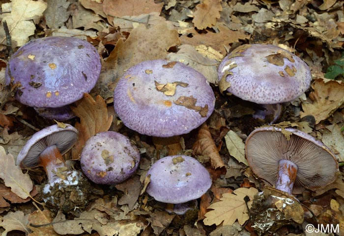 Cortinarius sodagnitus