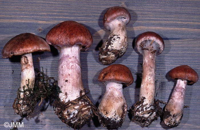 Cortinarius solis-occasus