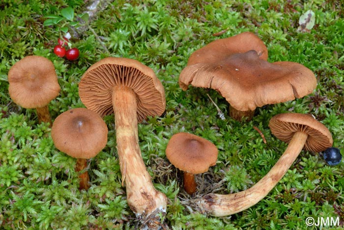 Cortinarius speciosissimus = Cortinarius rubellus = Cortinarius speciosus