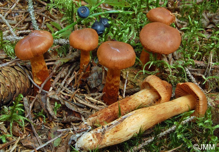 Cortinarius speciosissimus = Cortinarius rubellus = Cortinarius speciosus