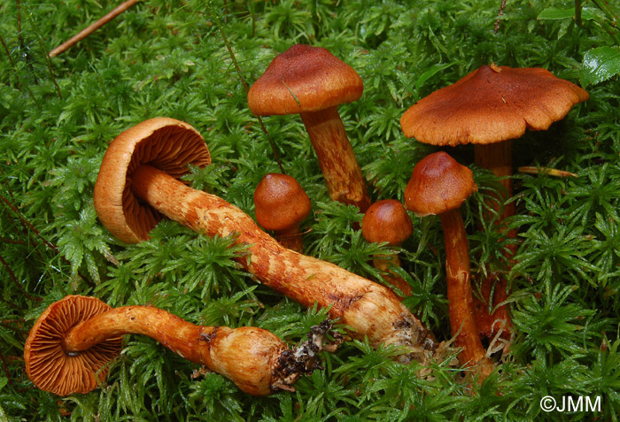 Cortinarius speciosissimus = Cortinarius rubellus = Cortinarius speciosus