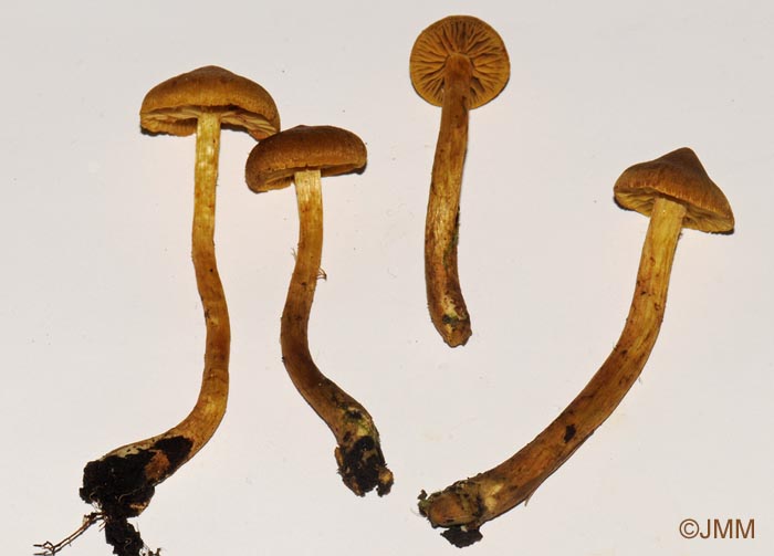 Cortinarius sphagnogenus