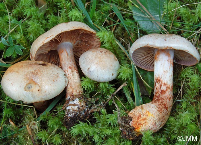 Cortinarius spilomeus