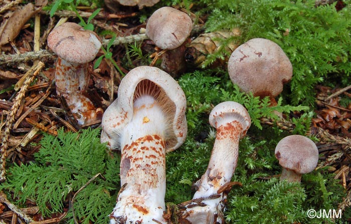 Cortinarius spilomeus