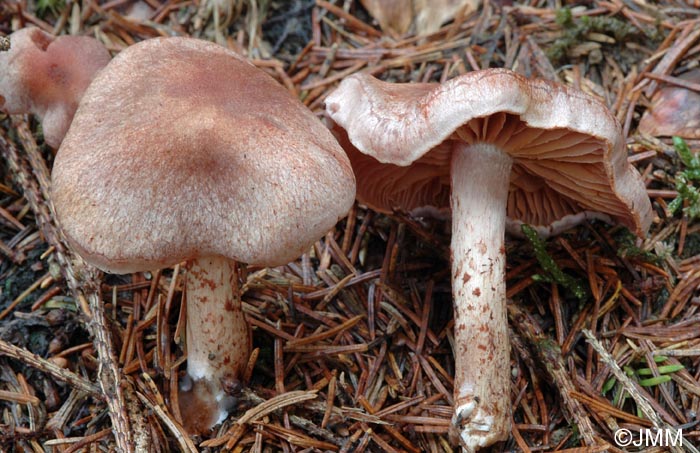 Cortinarius spilomeus