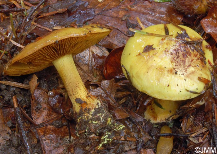 Cortinarius splendens