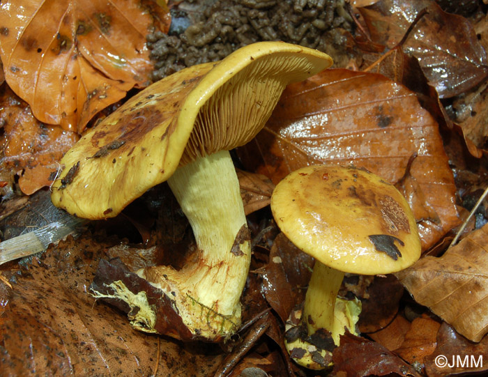 Cortinarius splendens