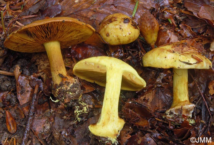 Cortinarius splendens