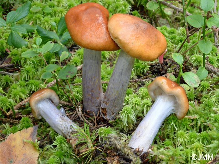 Cortinarius stillatitius = Cortinarius integerrimus