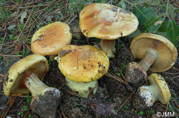 Cortinarius suberetorum = Cortinarius cedretorum var. suberetorum