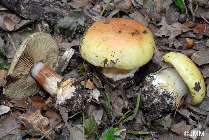 Cortinarius suberetorum = Cortinarius cedretorum var. suberetorum