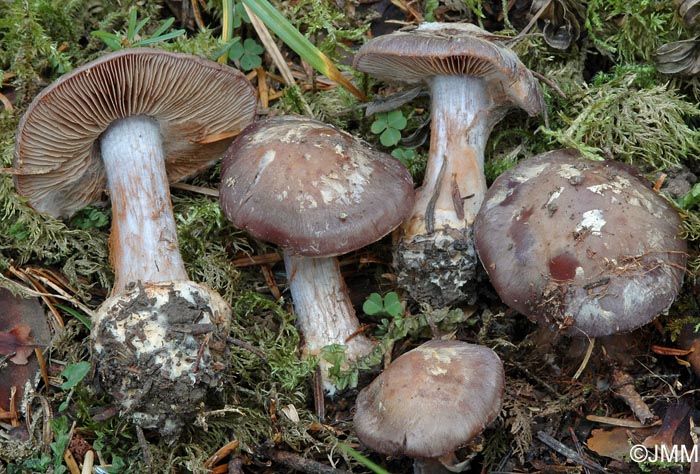 Cortinarius subhygrophanus