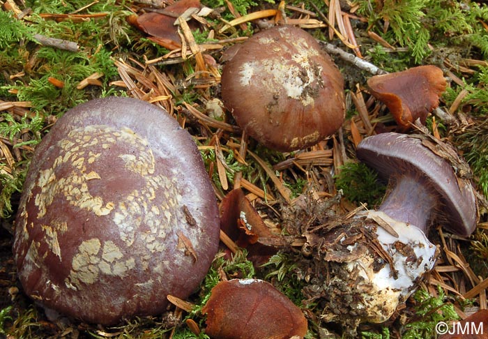 Cortinarius subhygrophanus