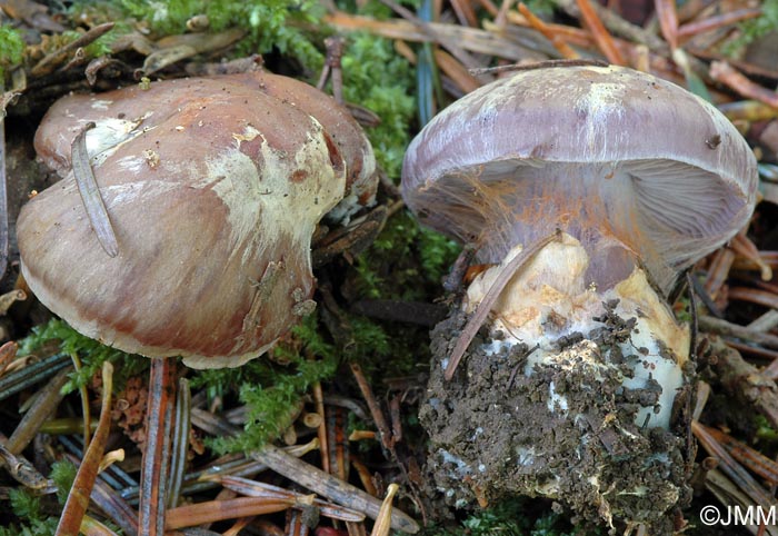 Cortinarius subhygrophanus