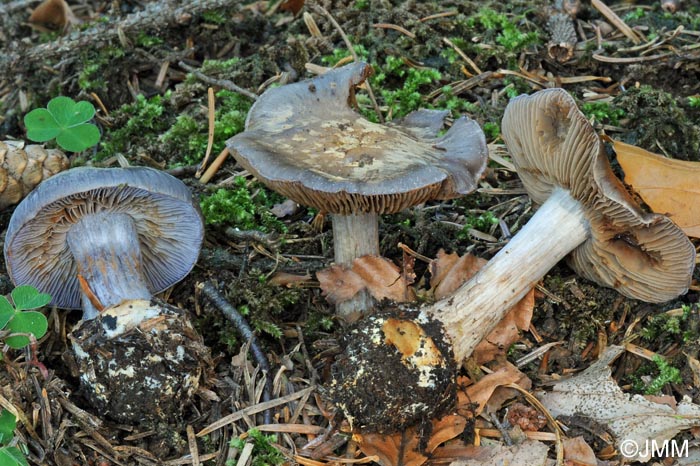 Cortinarius subhygrophanus