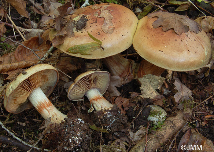 Cortinarius subionochlorus