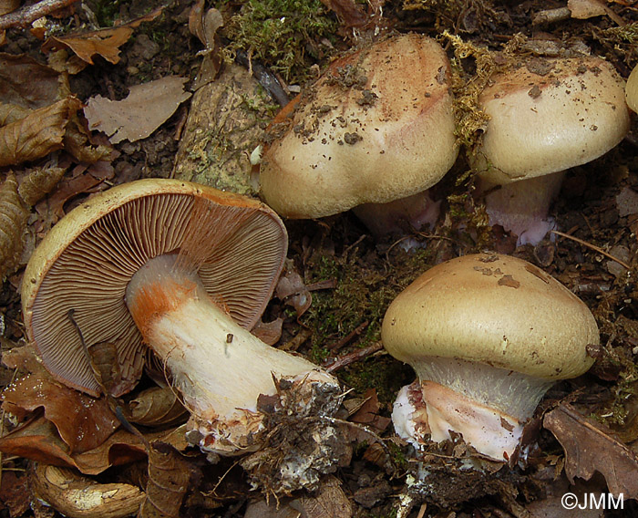 Cortinarius subionochlorus