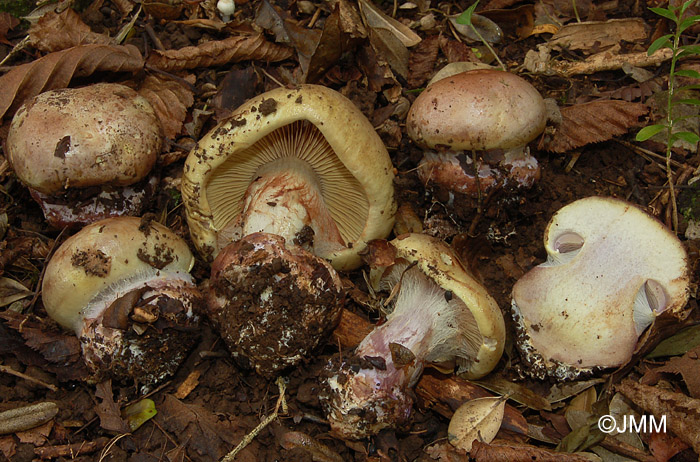 Cortinarius subionochlorus